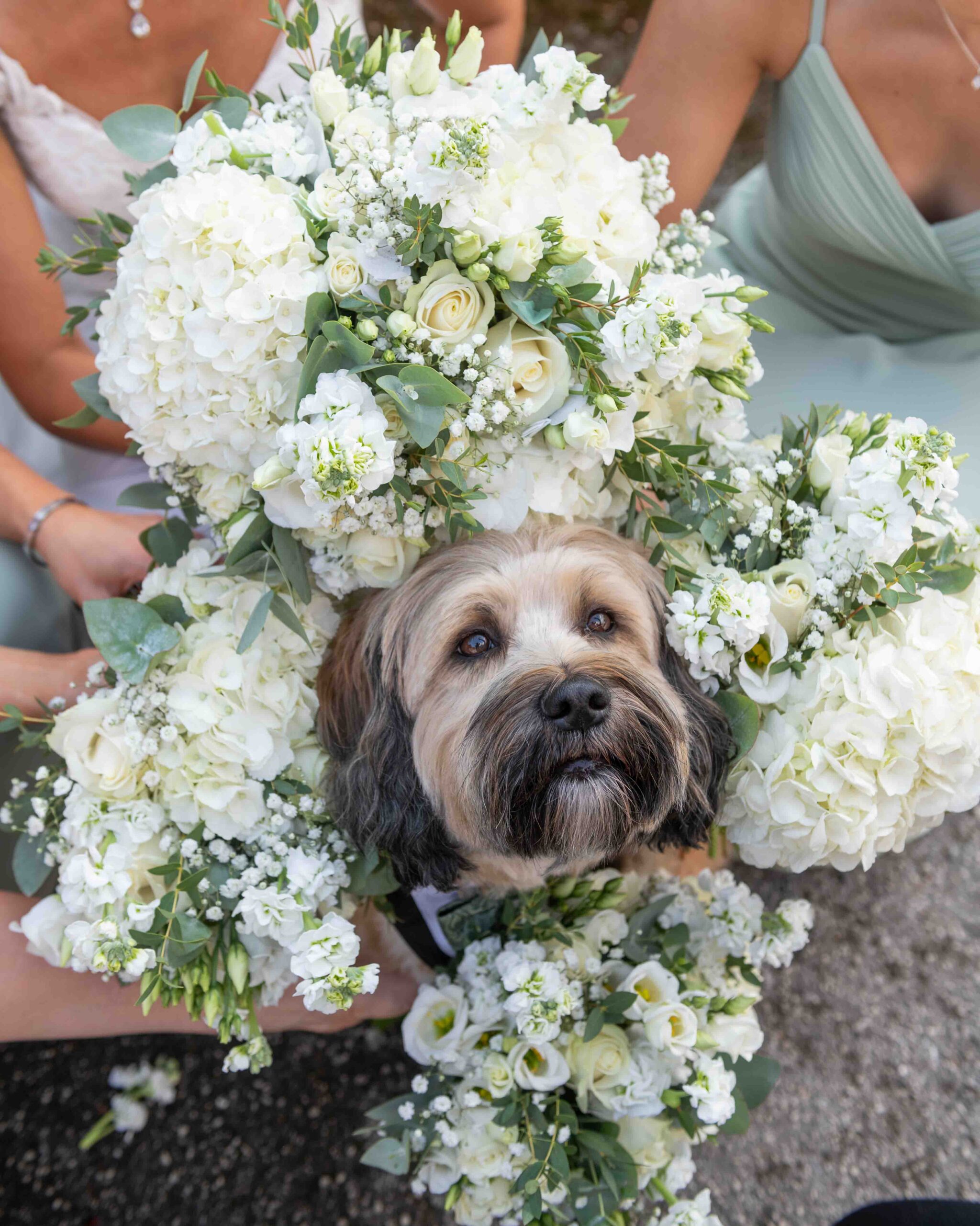 a dog surrounded by flowers at Tankersley Manor
